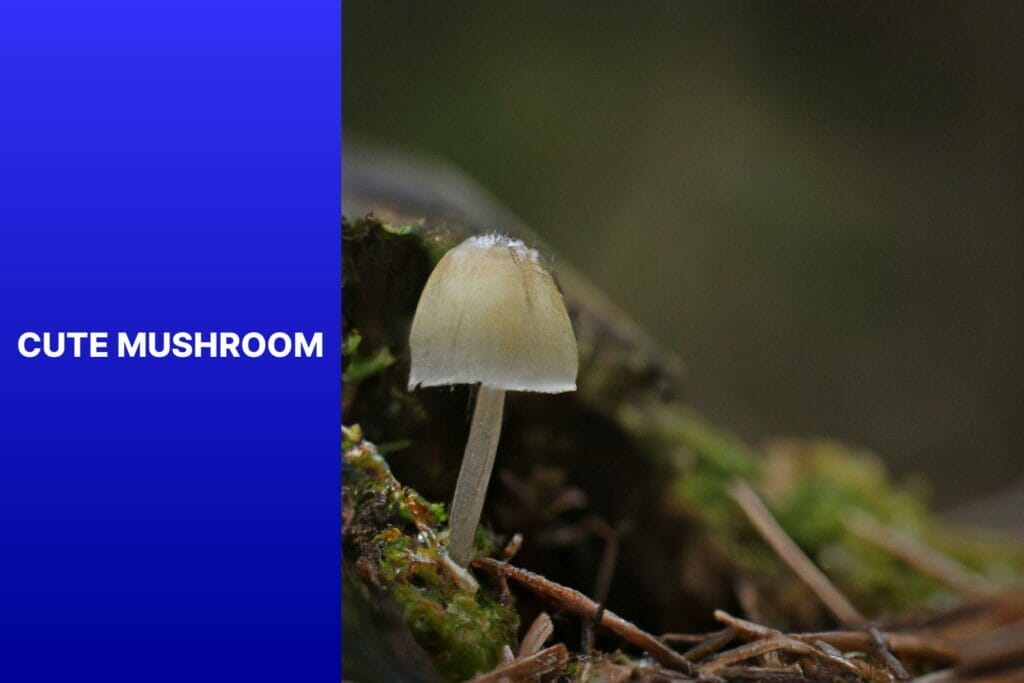 A cute mushroom sprouting from the ground.