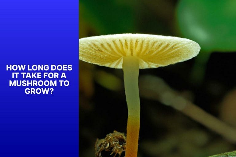 How Long Does It Take for a Mushroom to Grow? - how long does it take for a mushroom to grow 