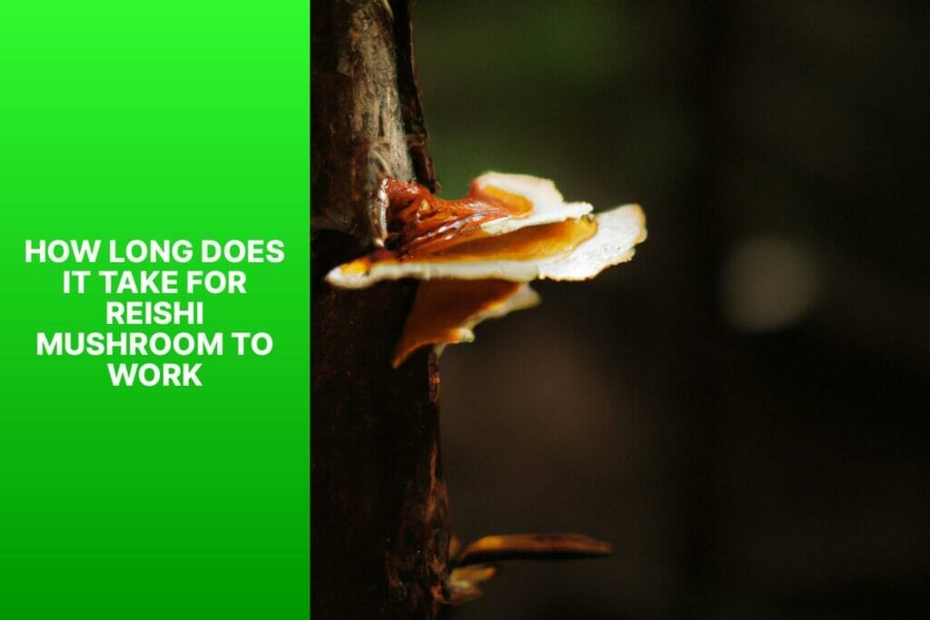How long does it take for bees to make mushrooms and how does Reishi mushroom work?