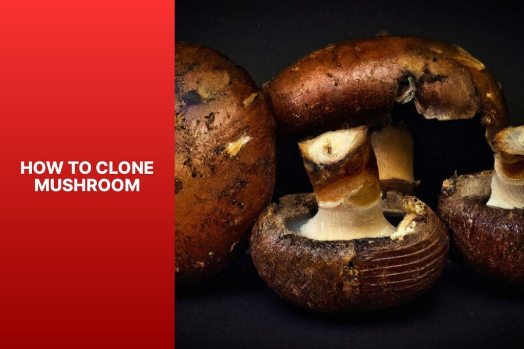 Learn the process of cloning mushrooms.