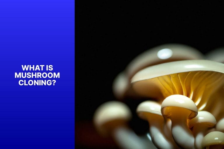 What is Mushroom Cloning? - how to clone mushroom 