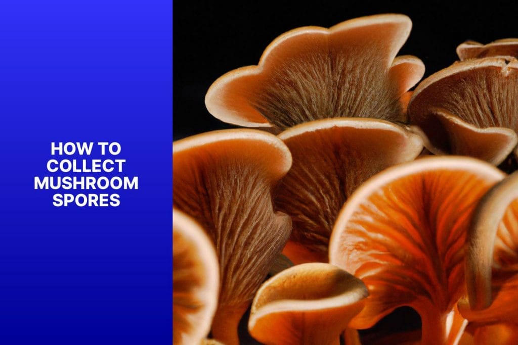 Collect, Mushroom Spores