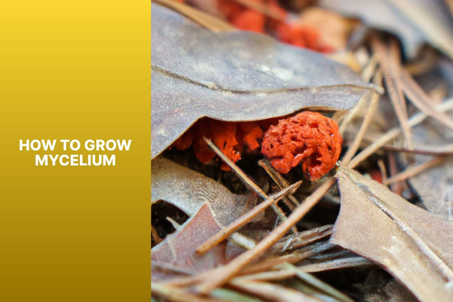 How To Grow Mycelium