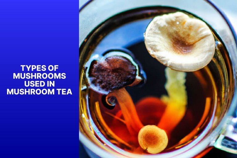 Types of Mushrooms Used in Mushroom Tea - how to make mushroom tea? 