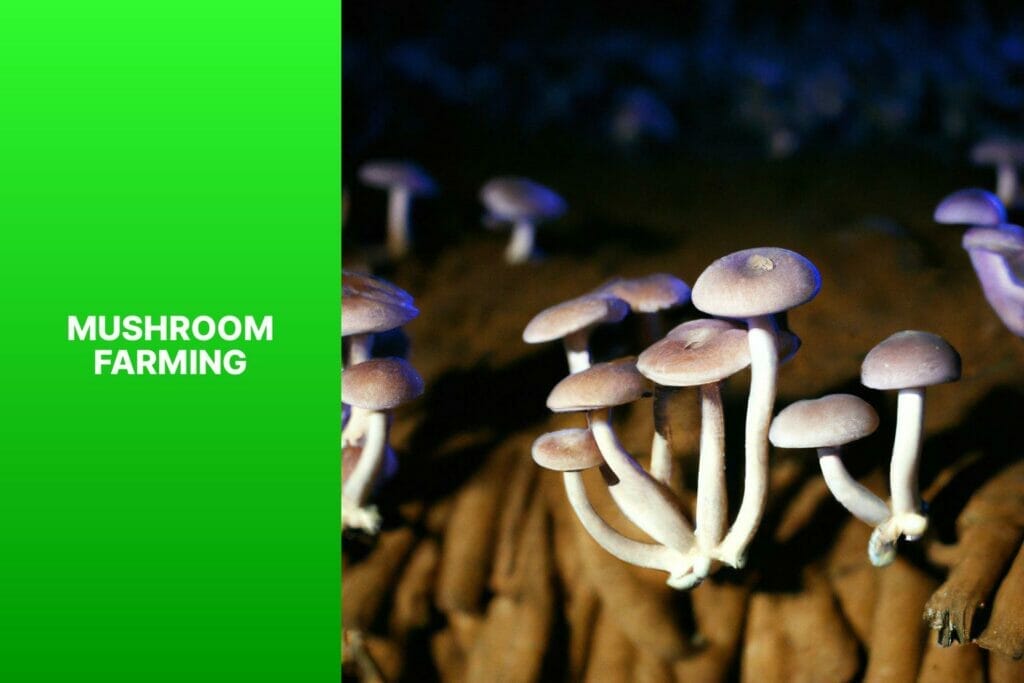 A field of mushrooms cultivated through mushroom farming.
