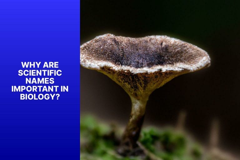 Why Are Scientific Names Important in Biology? - scientific name for mushroom 