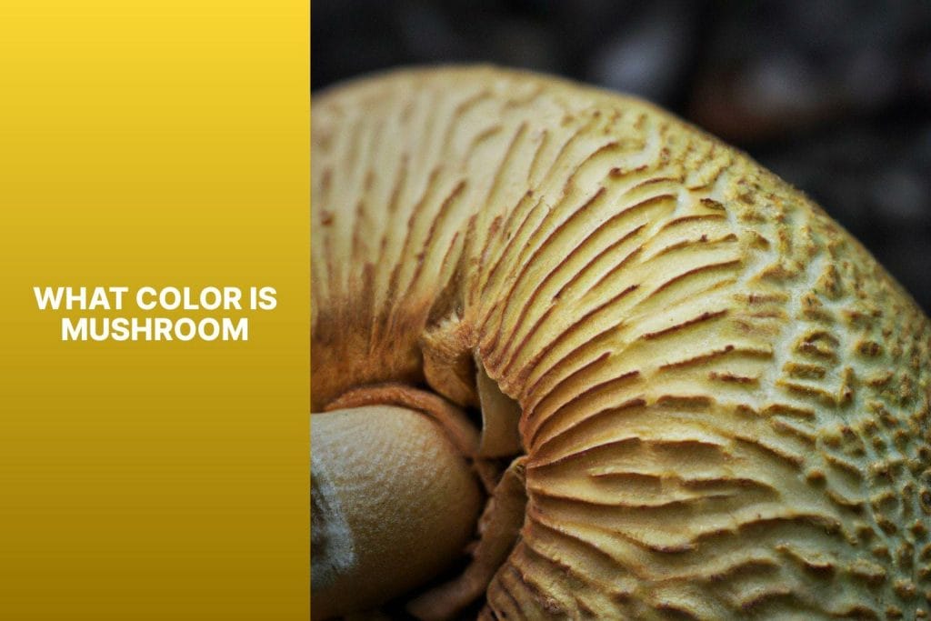Color, mushroom
