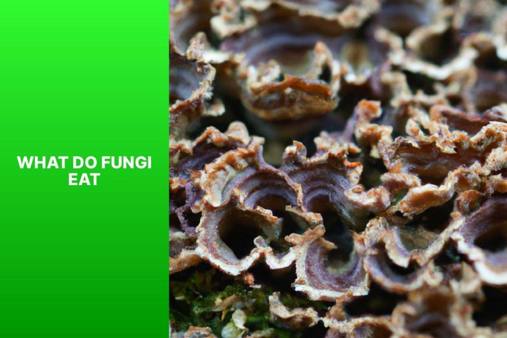 Fungi's diet.